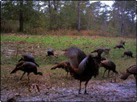 Turkey Picture