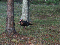 Turkey Picture