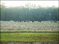 Turkey Picture