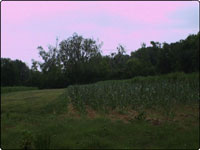 Dove Field Picture