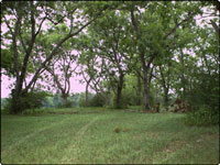 Dove Field Picture