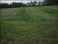 Dove Field Picture