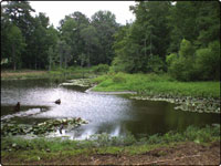 Dove Field Picture