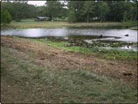 Dove Field Picture