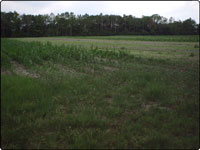 Dove Field Picture