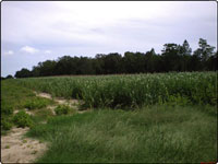 Dove Field Picture