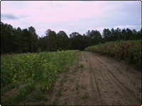 Dove Field Picture