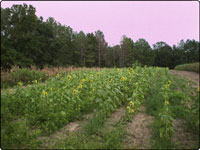 Dove Field Picture