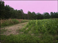 Dove Field Picture