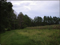 Dove Field Picture