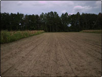 Dove Field Picture