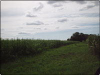 Dove Field Picture