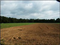 Dove Field Picture