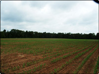 Dove Field Picture