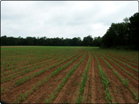 Dove Field Picture