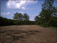 Dove Field Picture