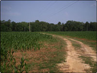 Dove Field Picture