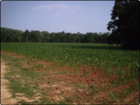 Dove Field Picture