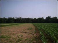 Dove Field Picture