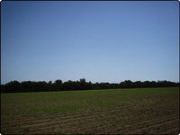 Dove Field Picture