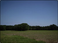 Dove Field Picture