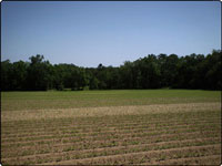 Dove Field Picture