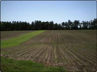 Dove Field Picture