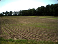 Dove Field Picture