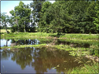 Dove Field Picture