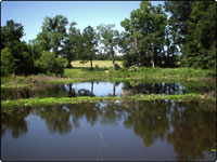 Dove Field Picture