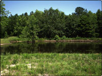 Dove Field Picture